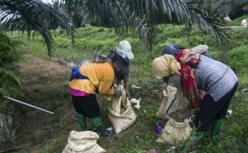 Industri Sawit Diklaim Buka 16 Juta Lapangan Kerja