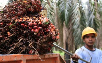 Bagaimana Masa Depan Industri Sawit Indonesia?