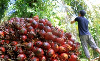 Ribuan Hektare Kebun Kelapa Sawit di Aceh Sudah Tidak Produktif