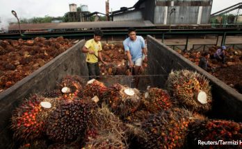 India Pangkas Pajak Impor Minyak Sawit, Ekspor Sawit RI Diprediksi Semakin Meningkat