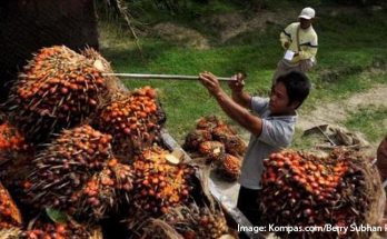 EIA Desak Indonesia Melanjutkan Moratorium Sawit