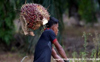 Petani Sawit Swadaya Menghadapi Berbagai Tantangan Produktivitas