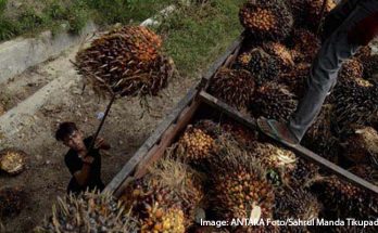 Keuntungan Replanting Sawit Bagi Petani Bangka Belitung