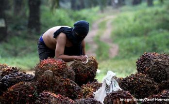 Kerjasama Indonesia dan Belanda Terkait Kelapa Sawit Kembali Bergulir
