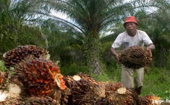 PTUN Tolak Gugatan Pengembalian Izin Dua Perusahaan Perkebunan Sawit di Papua