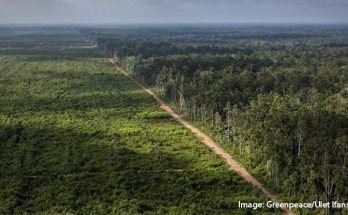 Rencana Jokowi Ambil Alih Tanah HGU Terlantar, Ini Respon Pengusaha Sawit