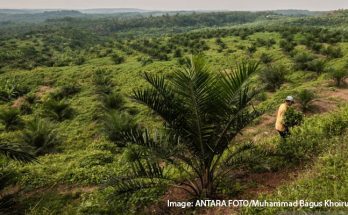 Sektor Sawit Bisa Bantu Indonesia Pangkas Emisi Melalui Pemanfaatan Bioetanol