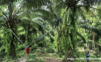 Ini 4 Risiko Transisi Iklim Bagi Industri Kelapa Sawit Indonesia