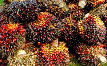 Mendorong Pasar Minyak Sawit Berkelanjutan Indonesia dengan Penggunaan Consumer Goods