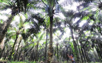 Masalah Perkebunan Kelapa Sawit Di Indonesia