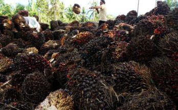 Manfaat Produk Olahan Kelapa Sawit Terhadap Dunia Bisnis Di Indonesia