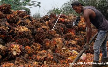 Riau Jadi Percontohan Penertiban Kebun Sawit di Kawasan Hutan