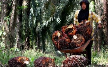P3PI: Pentingnya Perlindungan Pekerja Perempuan di Perkebunan Sawit