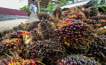 Uni Eropa Meminta Pasokan Minyak Sawit Mentah Dari Indonesia