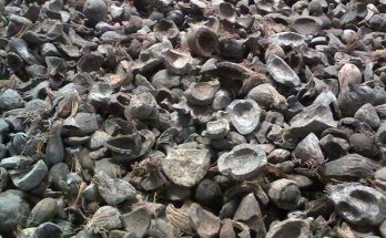 Manfaat Cangkang Kelapa Sawit Dibandingkan Batu Bara