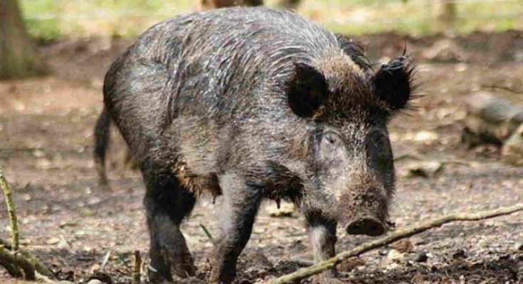 Cara Mencegah Hama Babi Hutan Pada Kelapa Sawit