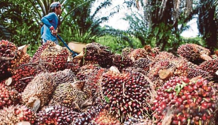 Petani Sawit di Riau Gajian Pakai Dana Talangan