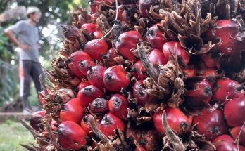 Industri Kelapa Sawit Indonesia Menghadapi Challenging