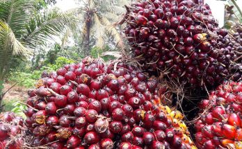 India Tingkatkan Ekspor Minyak Sawit dari Indonesia