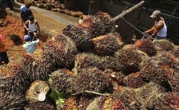 Diprediksi Produksi Bakal Melimpah, Harga Minyak Sawit Turun 2,7%