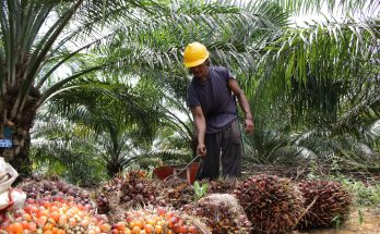 Cara Budidaya Kelapa Sawit Hingga Panen Melimpah