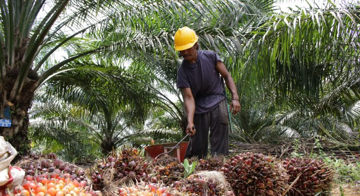 Cara Budidaya Kelapa Sawit Hingga Panen Melimpah