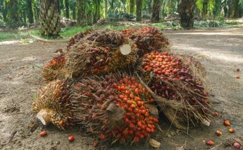 Cara Siasati Pemupukan Sawit Saat Harga Pupuk Naik