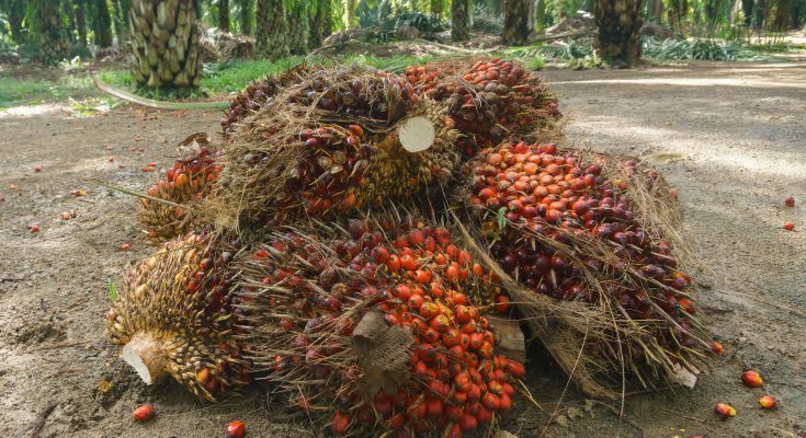 Cara Siasati Pemupukan Sawit Saat Harga Pupuk Naik