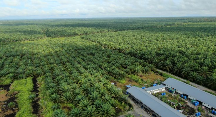 Industri Sawit Bisa Pertahankan 16,2 Juta Tenaga Kerja Selama Pandemi