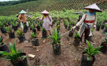 Jenis-Jenis Hama dan Penyakit pada Tanaman Kelapa Sawit