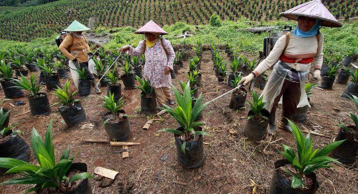 Jenis-Jenis Hama dan Penyakit pada Tanaman Kelapa Sawit