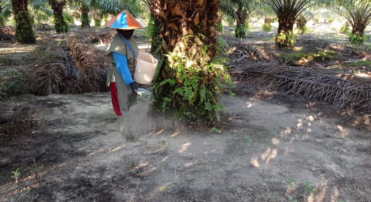 Kelebihan Pupuk MOAF® Dibandingkan Pupuk Konvensional Lainnya