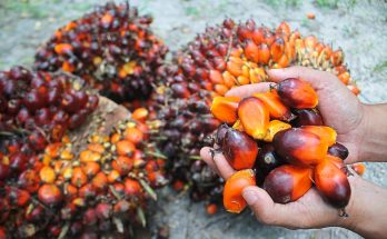 Naik Tipis, Harga Tender CPO Rp 8.160/Kg di KPBN