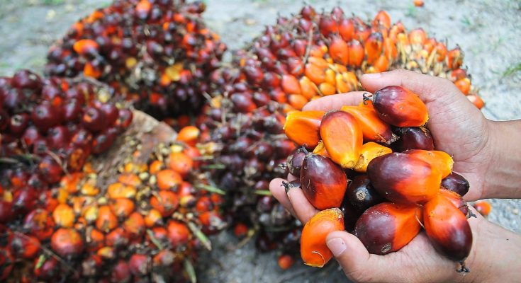 Naik Tipis, Harga Tender CPO Rp 8.160/Kg di KPBN