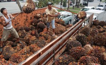 Harga TBS Sawit di Sumatera Tetap Di Bawah Rp1.600/Kg