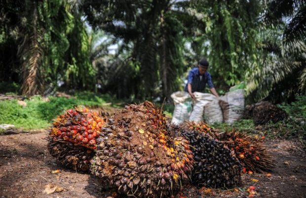 Perkebunan Sawit Rakyat Diprediksi Turun 50%