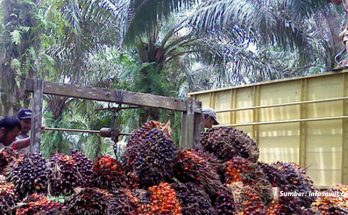 Penerapan ISPO Menambah Wawasan Para Pekebun Sawit Swadaya