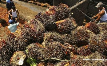 Ekspor Minyak Sawit Indonesia Diprediksi Meningkat