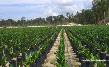 Hilirisasi Industri Berbasis Minyak Sawit di Indonesia Menghidupi Sekitar 20 Juta Warga