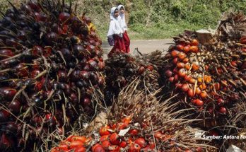 Kurangnya Tenaga Kerja, Industri Kelapa Sawit Malaysia Beresiko Merugi 6,5 Triliun Rupiah