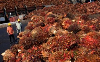 Indonesia dan Malaysia Sepakat Lawan Diskriminasi Minyak Sawit