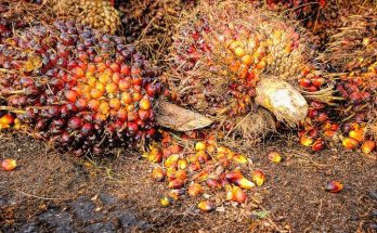 Ini Penyebab Harga Crude Palm Oil Melemah