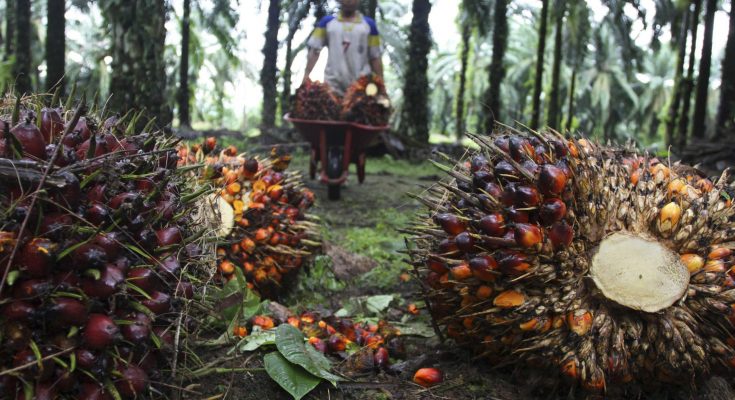 Harga TBS Sawit Di Beberapa Provinsi, Terbaru!