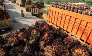 Ekspor Produk Sawit Indonesia ke Uni Eropa Meningkat 51,7%