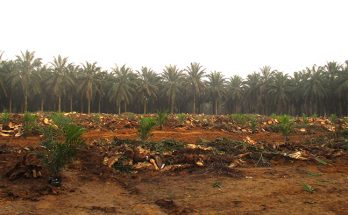 Petani Usulkan Peningkatan Dana Replanting Sawit Naik Jadi Rp 60 juta/ha