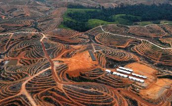 Lindungi Hutan Dunia, Parlemen Eropa Tetapkan Aturan Deforestasi Baru