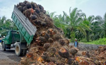 Harga Sawit di Aceh Stabil Dengan Rp1.900/kilogram