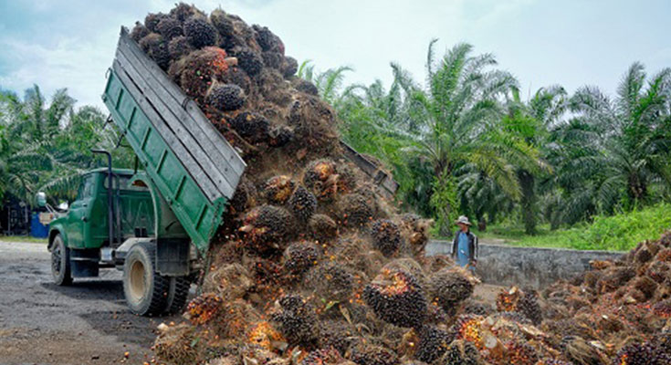 Harga Sawit di Aceh Stabil Dengan Rp1.900/kilogram