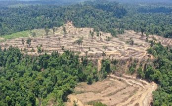 Hutan Kawasan Ekosistem Leuser Terkena Dampak Perkebunan Sawit