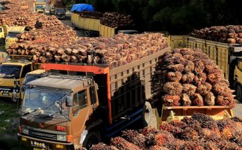Uni Eropa Batasi Impor CPO, Ekspor Minyak Sawit Indonesia Turun
